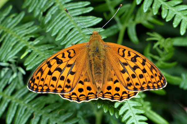 High brown fritillary butterfly