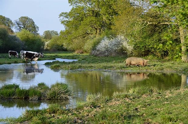 Tamworth pig and two longhorn cattle