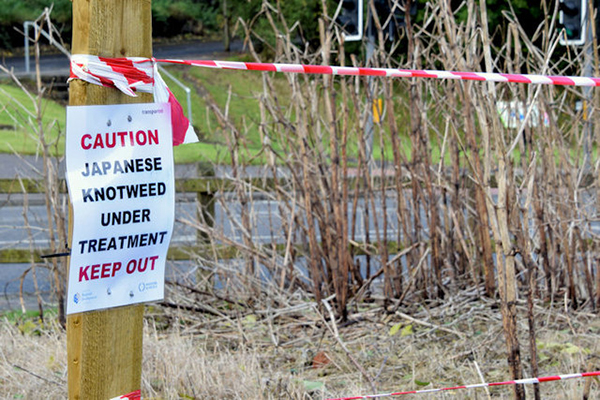Knotweed treatment warning sign
