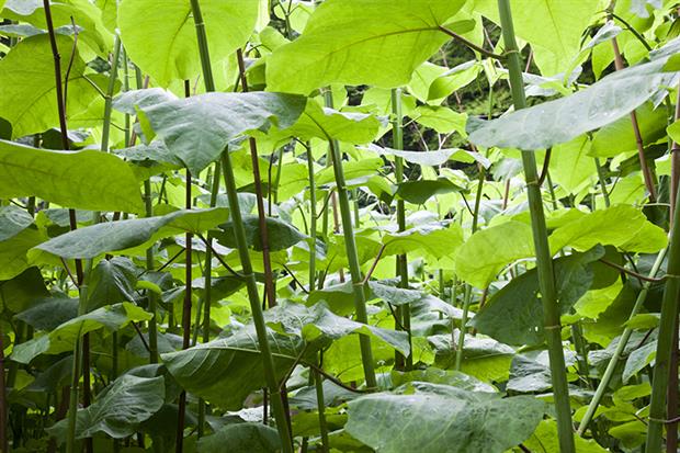 Knotweed: risk of damage from Japanese knotweed is being overplayed by mortgage lenders