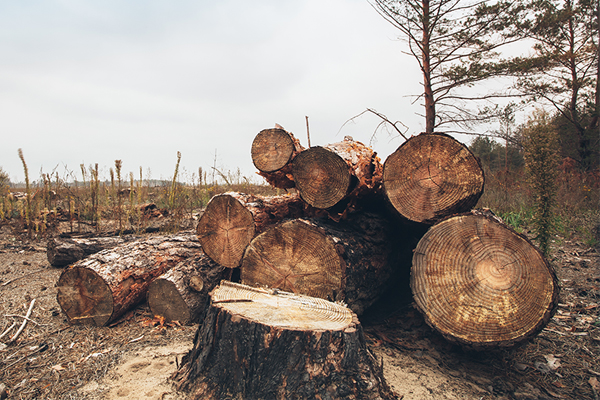 Felled trees