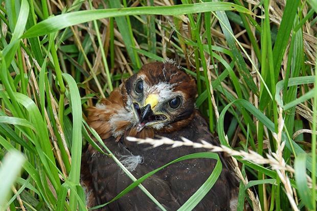 Hen harriers face persecution by wildlife criminals. Image by A Beijeman from Pixabay