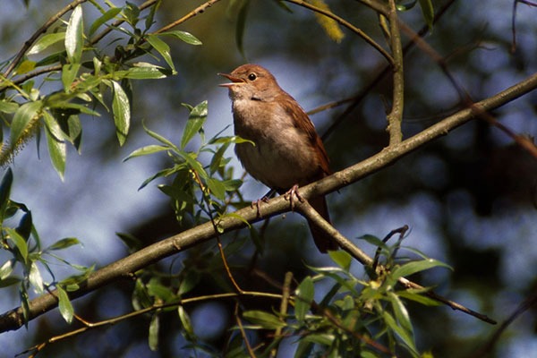 Nightingale on a branch