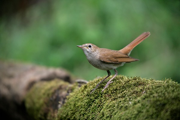 Nightingale bird