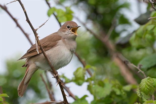Nightingale. Photograph: Toby Gibson/123RF