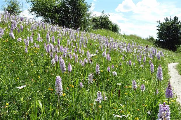The Roadside Nature Reserve before the drainage works (images copyright Dave Watson, Kent Wildlife Trust)