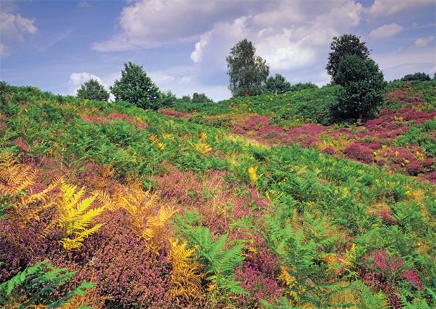 Puttenham Heath, Surrey. Taken by Ernie Janes/ Alamy