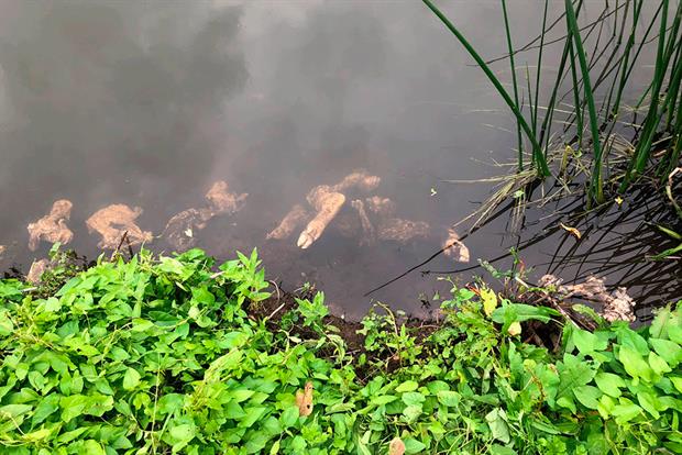 Carcasses in the river Thet. Photograph: Chris Sharpe via Twitter