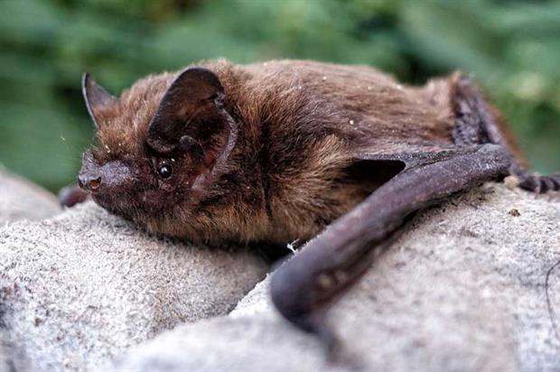 A common pipistrelle bat (pic: JP, Flickr, CC BY 2.0)