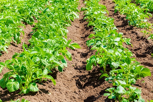 Potatoes growing in field