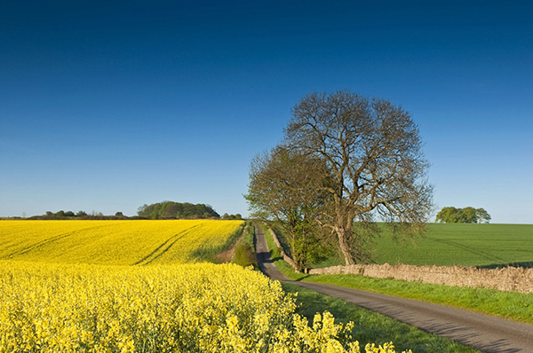 Field of rape seed