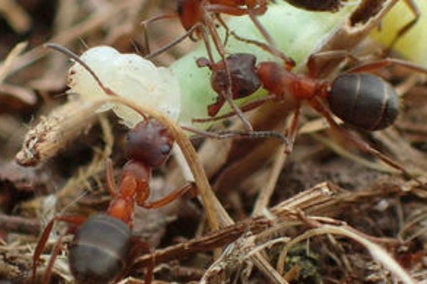 Narrow-headed ants