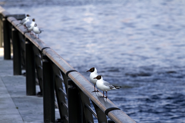 Seagulls on the Manchester ship canal