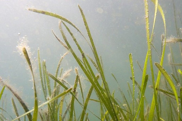 Seagrass