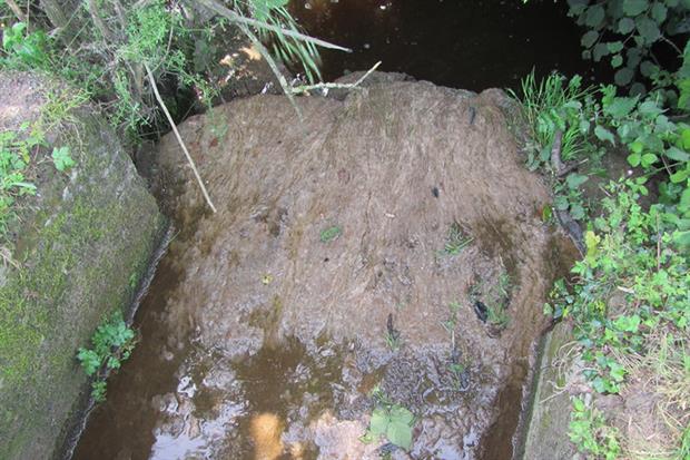 June 2019: gross sewage fungus growth downstream of the discharge (picture: Environment Agency)