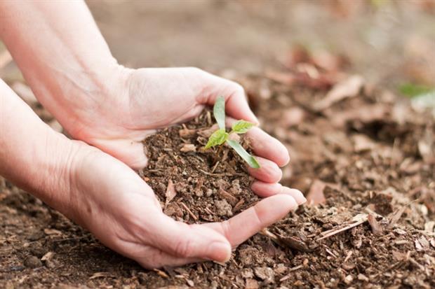Person holding a plant