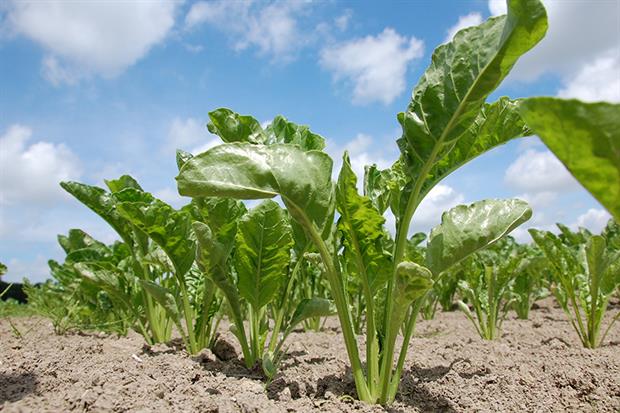 The risk to sugar beet is lower than expected this year. Image by Motorjan11 from Pixabay 