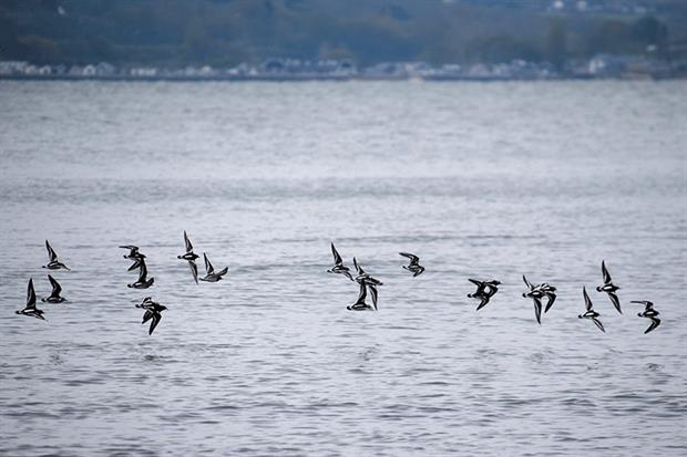 The solent provides globally significant overwintering grounds for birds such as turnstones which breed in the Arctic. Photograph: Roger Utting Photography/Getty Images
