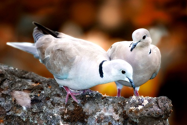 Two turtle doves