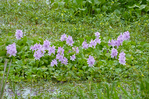 Water hyacinths in flower