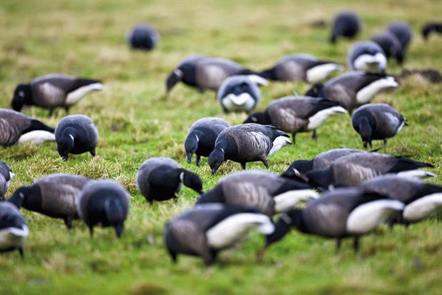 Wetland habitats: Natural England is concerned over high nutrient levels (photograph: Tim Graham/Getty Images)