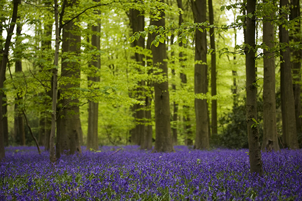 Bluebell flowers in woodland