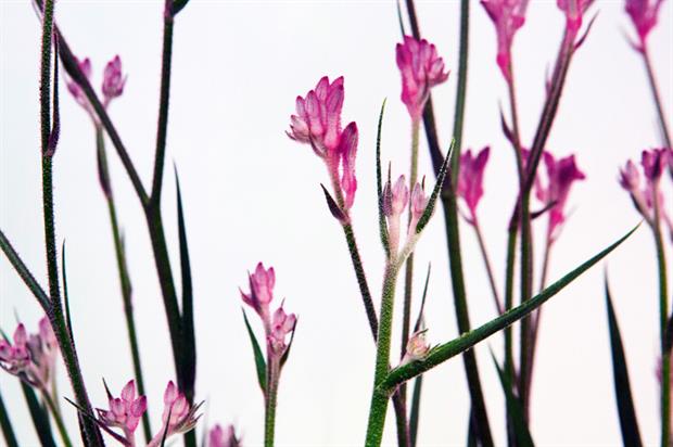 Anigozanthos 'Pink Pearl'