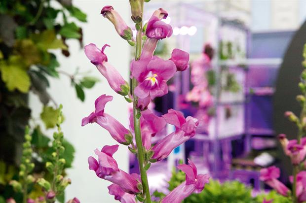 Antirrhinum Pretty in Pink