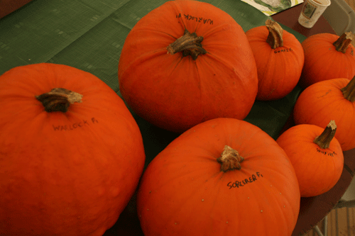 HM Clause reports that its larger varieties Warlock and Sorcerer pumpkins are too big to be sold in supermarkets - image: HW