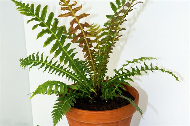 Blechnum brasiliense Eruption ('Alceru')