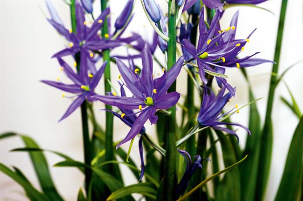 Camassia leichtlinii subsp. suksdorfii (Caerulea Group) 'Maybelle'