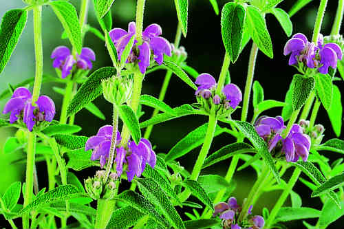 Phlomia Russelliana - image: Floramedia