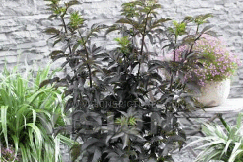Sambucus nigra 'Black Tower Eiffel 1' - image: Joh Stolwijk