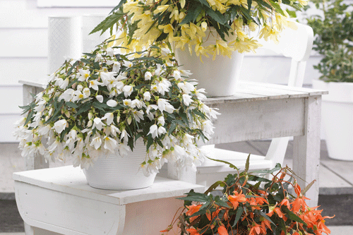 Begonia 'Beauvilia' - image: Beekenkamp
