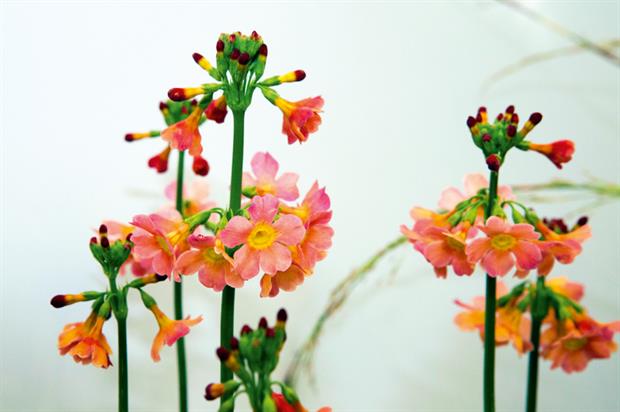 Primula × anisodoxa 'Kevock Surprise'