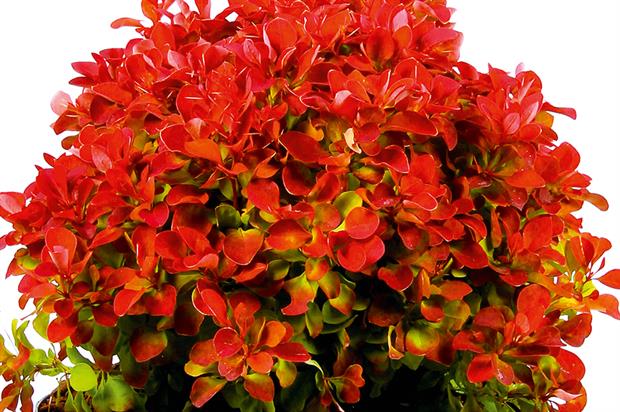 Berberis thunbergii 'Ruby Star'