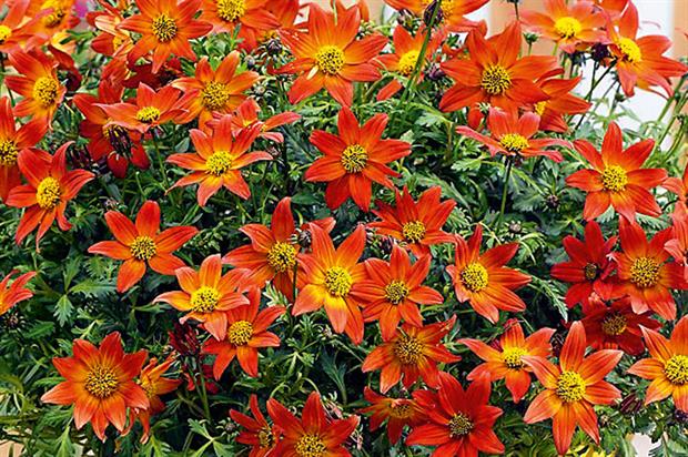 Bidens ferulifolia 'sunbidevb 2'