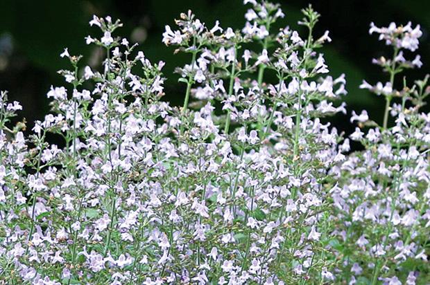 Calamintha nepeta 'Marvelette Blue'