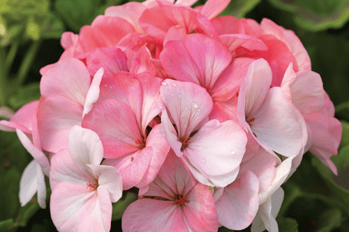 Pelargonium 'Pinto Premium White to Rose' - image: Syngenta Flowers