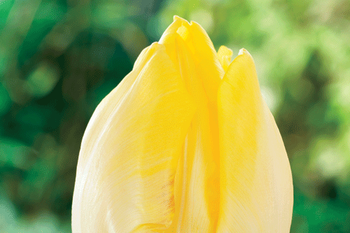 Tulip 'Prince George' - image: QVC