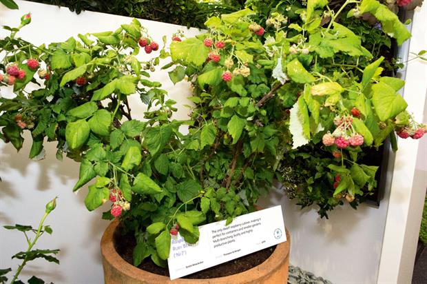 Raspberry Ruby Beauty ('Nr7')