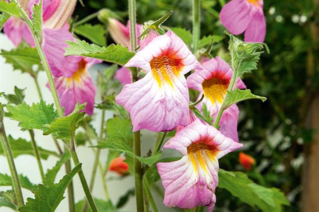 Rehmannia Walberton's Magic Dragon ('Walremadra')