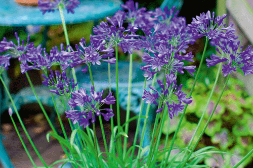 Agapanthus 'Brilliant Blue' - image: Fairweather's Nursery