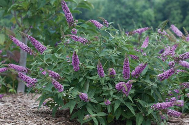Buddleia 'Pink Micro Chip'