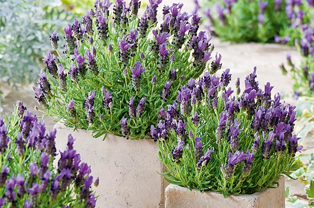 Lavandula stoechas 'Bandera Purple'
