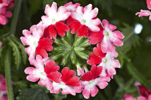 Verbena x hybrida 'Lanai Twister Red' - image: Syngenta