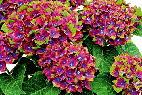 Hydrangea macrophylla 'Schloss Wackerbarth' - image: Kordes Jungpflanzen