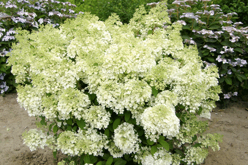 Hydrangea paniculata 'Bobo' - image: Kordes Jungpflanzen
