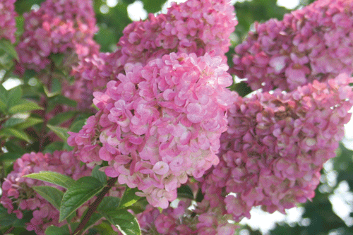 Hydrangea paniculata 'Sundae Fraise' - image: Kordes Jungpflanzen