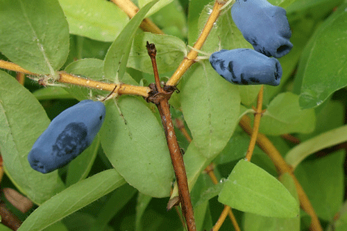 Lonicera kamtschatika 'Balalaika' - image: Kordes Jungpflanzen